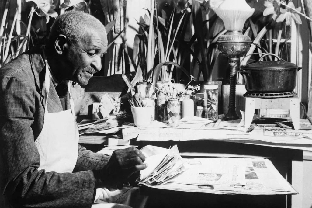 A black and white photo of Carver, taken in roughly 1940, leafing through papers at his desk, which is full of flowers and cuttings. Photo Source: Bettmann